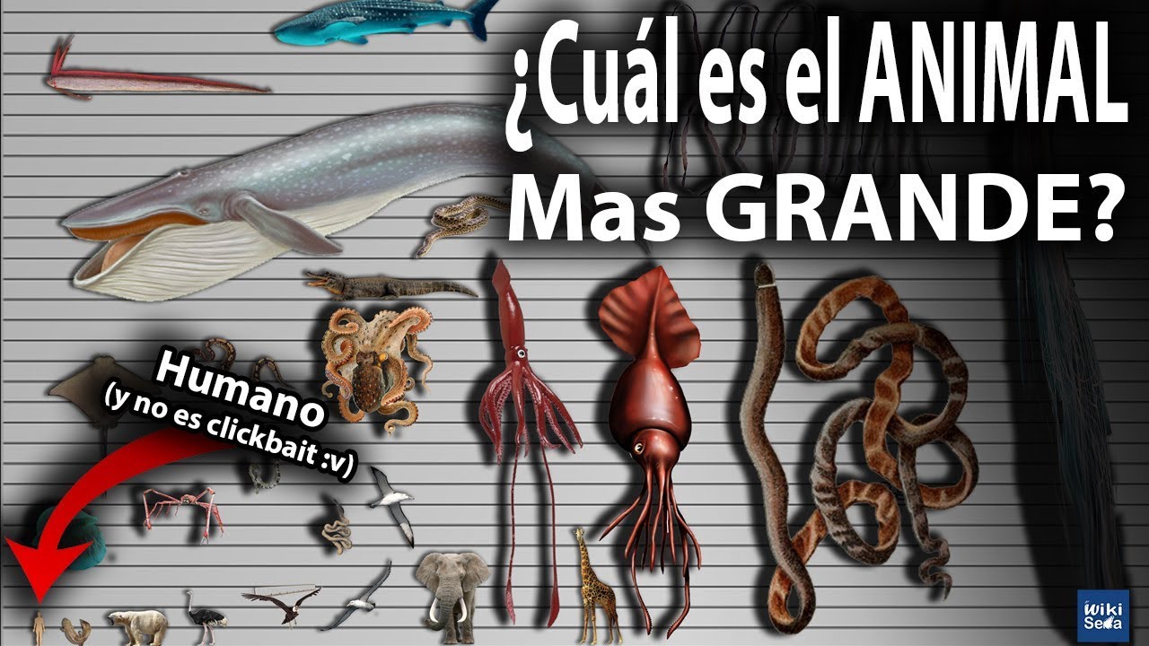 El Vertebrado Más Grande