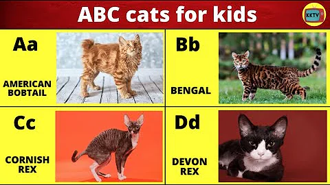 Watch the video about ABC cats for **** PHONICS