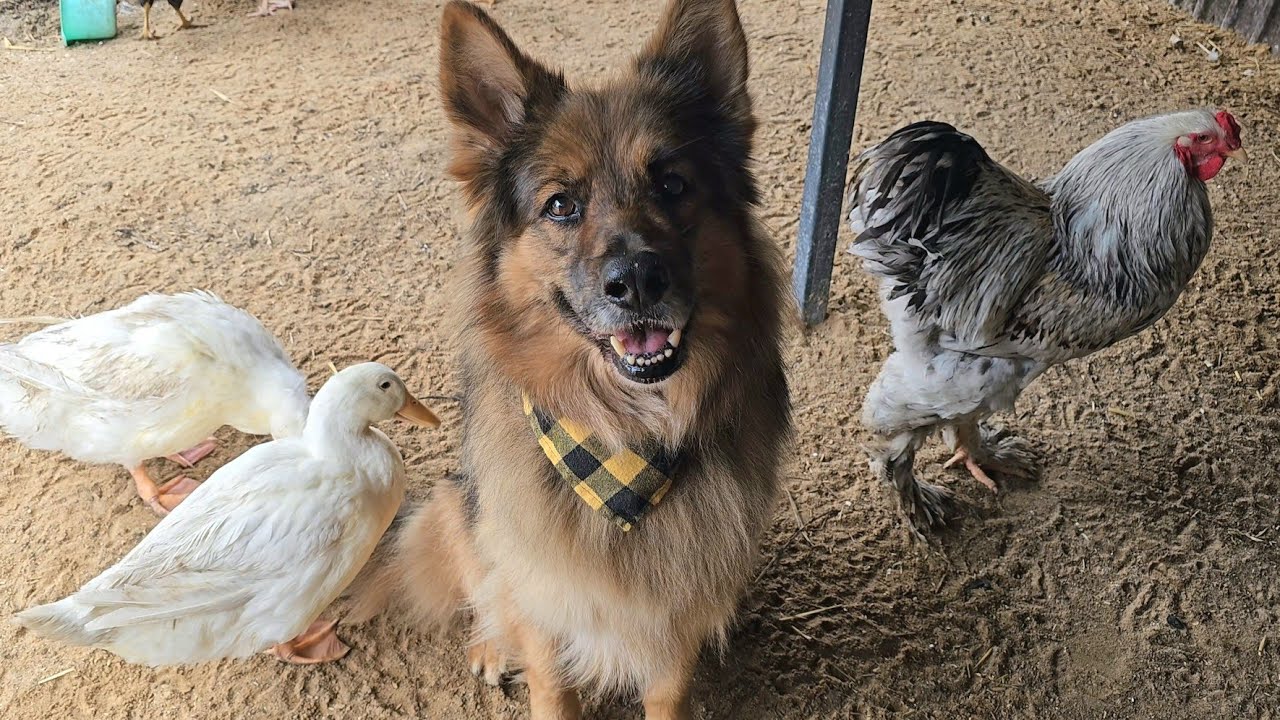 NAPOLEON RYZYKUJE SPOTKANIE Z KOTAMI - Wszystkie pisklaki są już na świecie 