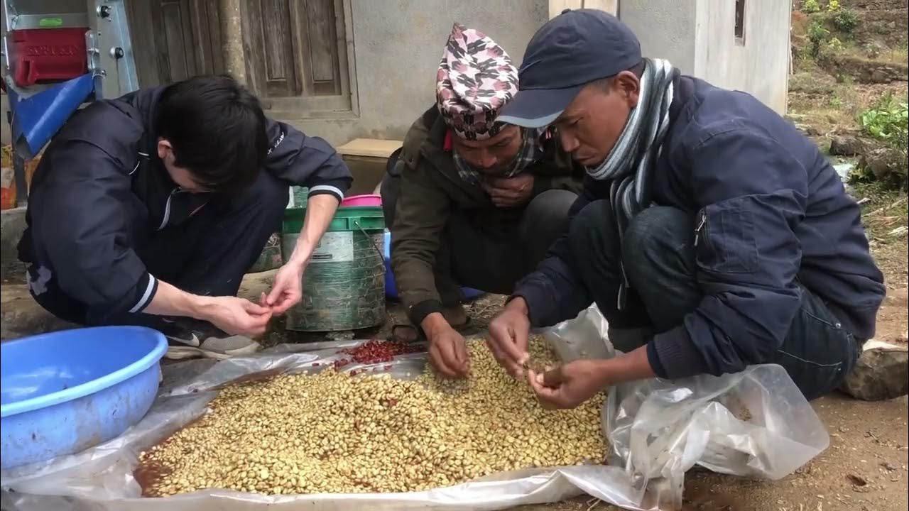 Nepali Coffee Processing Part1 From harvestingselection of cherry