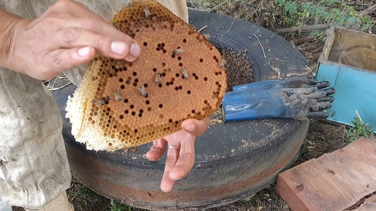 Captura de abelhas em um pneu!