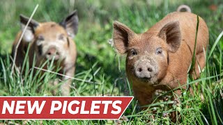 Raising PIGS for BEGINNERS! [InDepth Guide]