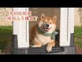 狗妈妈的新狗窝 又被狗儿子糟蹋了 狗妈妈的新狗窝 又被狗儿子糟蹋了