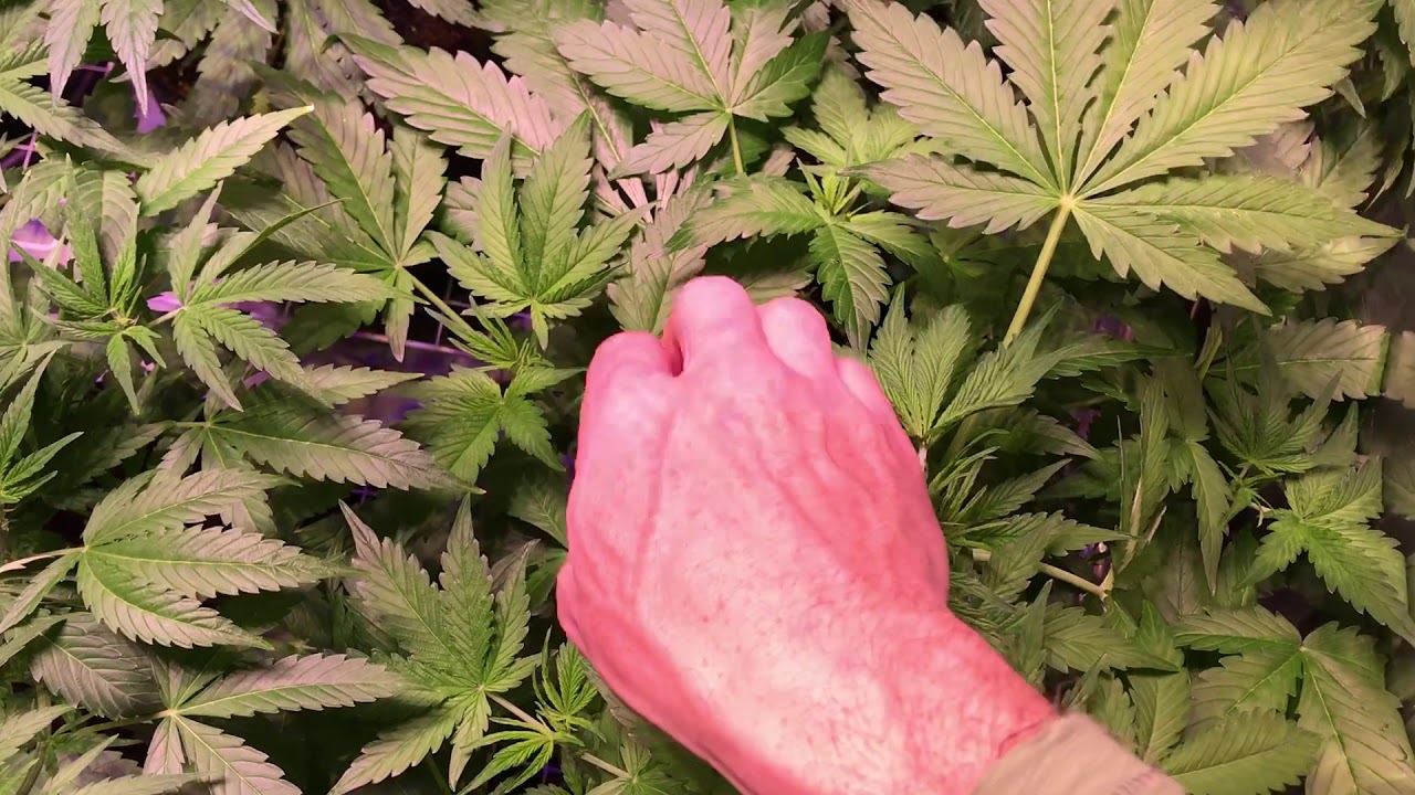 HOW TO GROW MONSTER AUTO FLOWERING AND PHOTOPERIOD MEDICAL MARIJUANA