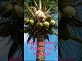 Pulling and pushing the Coconuts.
