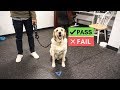 Had to take an EXAM!!! Therapy dog test