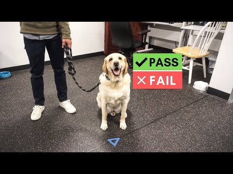 Video: Comfort Dogs Membawa Cinta Dan Penyembuhan Kepada Penduduk Newtown, Connecticut