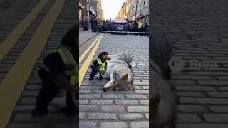 Monkey Police Arrests Wolf After Saving People