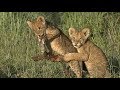 SafariLive Feb 25 Home alone with five Sausage lion cubs