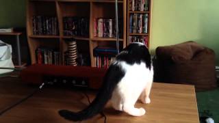 Cat Plays Theremin 3