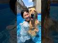 お姉ちゃんを追いかけてプールに飛び込む、ジャーマンくん！🐶✨「ジャーマンくん」Instagram@german20200305 #犬王国 #ゴールデンレトリバー