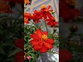 Dil Lagana.. 😊❣️#flowers #ytstudioes #viralvideo