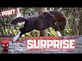 Big news!! Dreams come true! Surprise! YAY, happy! | Friesian Horses Part 1