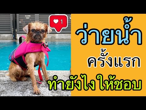 พาสุนัขไปว่ายน้ำครั้งแรกที่สระว่ายน้ำสุนัขDogdays ทำอย่างไรให้สุนัขชอบว่ายน้ำ/ครูเมี่ยว(โซ)เชี่ยวหมา