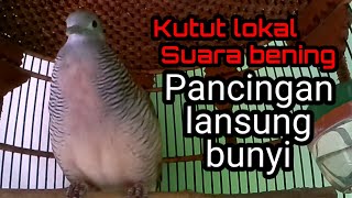 Download Lagu Perkutut Lokal Gacor Suara Bening Buat Pancinga MP3
