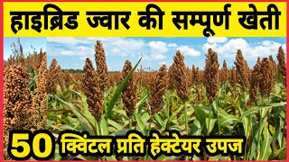 हाइब्रिड ज्वार की सम्पूर्ण खेती | Hybrid jowar ki kheti | Jwar ki kheti kaise kare | jwari lagwad |