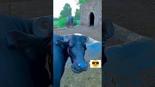 Joyia Brand Yt Favorite Video Of Everyone