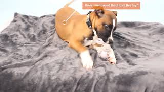 Meet Honey! by Berkeley Humane 473 views 9 months ago 43 seconds