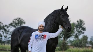 Beautiful Friesian Horse Thomas Punjab