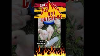 How to Keep the Hot Chickens Cool in 100 Degree Heat #backyardchickens #broilerchicks