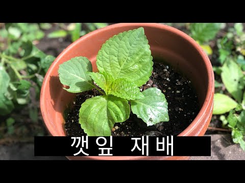 Video: Growing Perilla