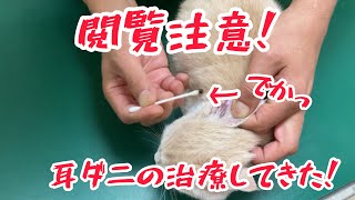 【閲覧注意】猫の耳ダニの治療に行ってきた【短足ミヌエット】