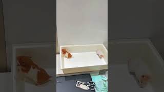 不接受包辦婚姻金絲熊 #神奇動物在抖音 #萌寵出道計劃 #不拿自己當外人的小倉鼠 #養鼠日常分享 #倉鼠
