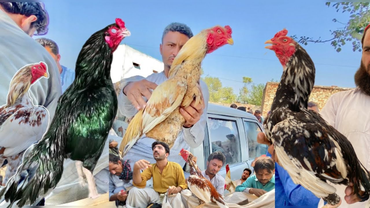 Aseel murga mandi ma video bnaty hi 3 murgy live sale hogye😱