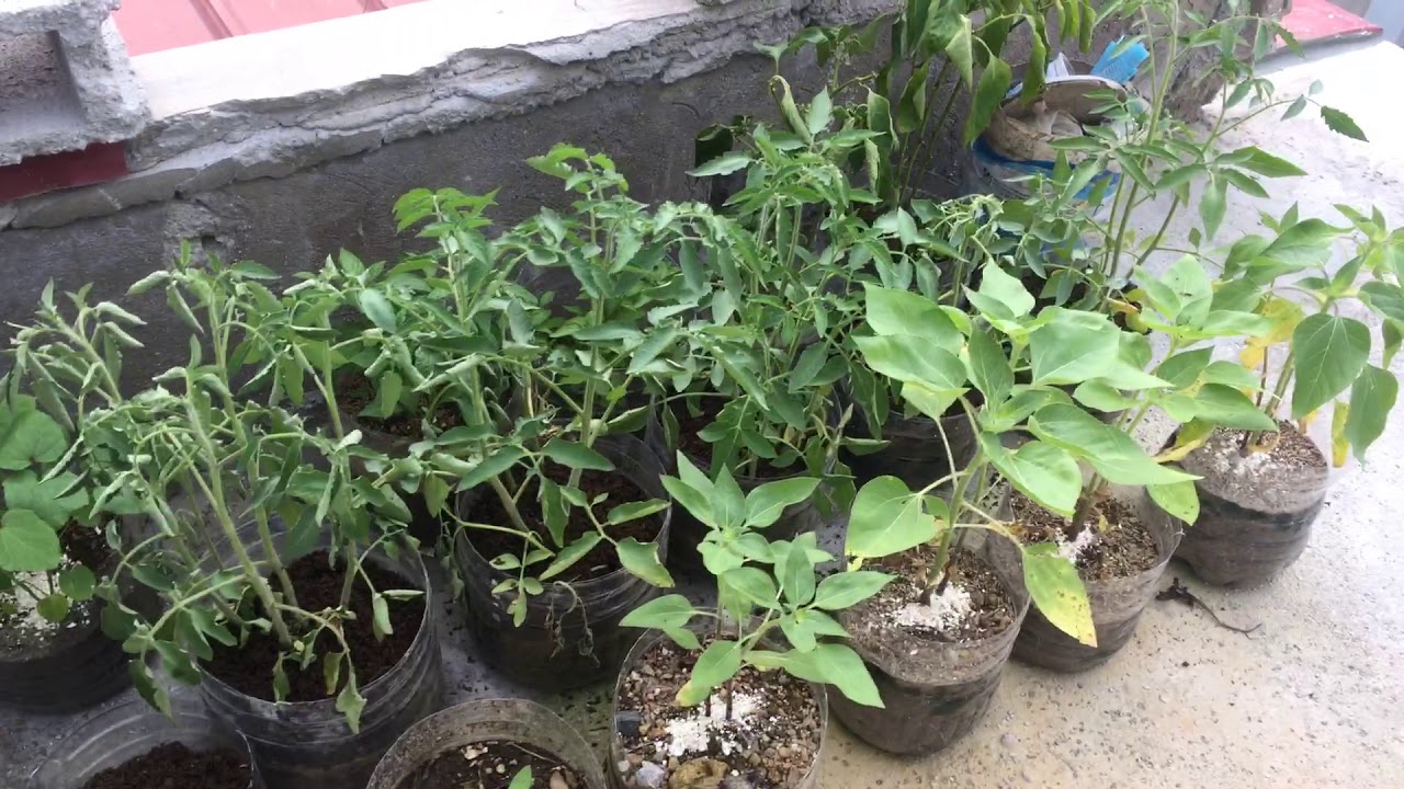 Rooftop gardening ideas - YouTube