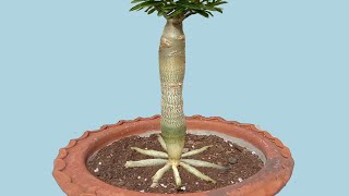 How to Make Adenium Tower (4th stage)