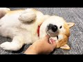 30分ずっとなでなでされて気持ちいい柴犬【登録者3万人記念】