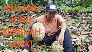 HASIL TOP WORKING MUSANG KING USIA 7 TAHUN BERBUAH LEBAT