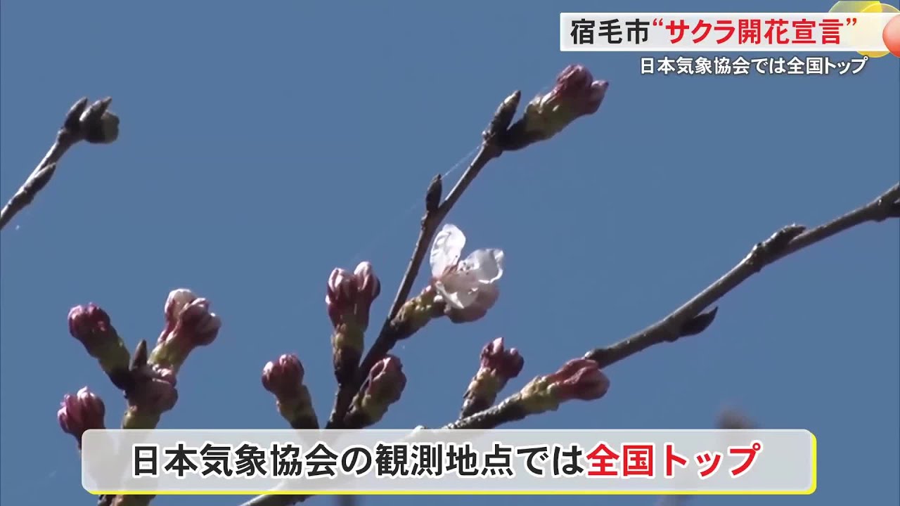 宿毛市が“日本一早い”桜の開花宣言 高知城は持ち越しに « 高知の