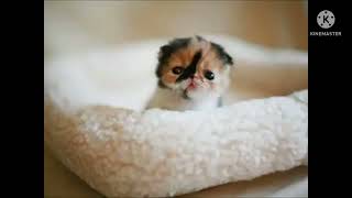 Scary Pop-Up Noiex 19