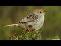 Grey-backed Cisticola calling