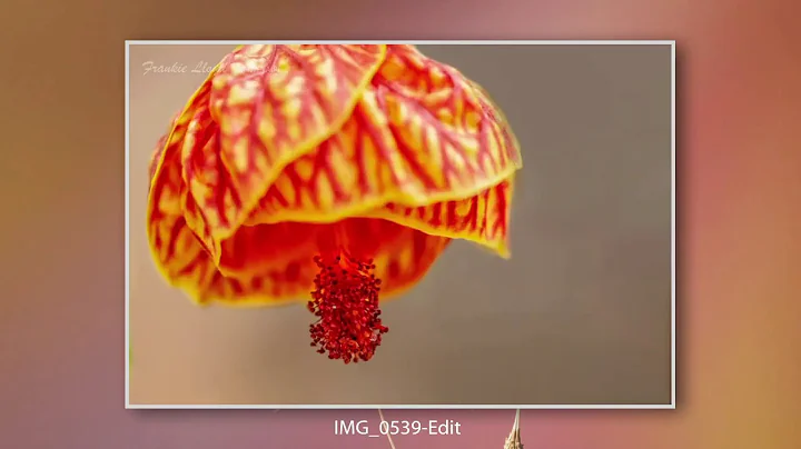 My Flower Photography by Frankie Lloyd