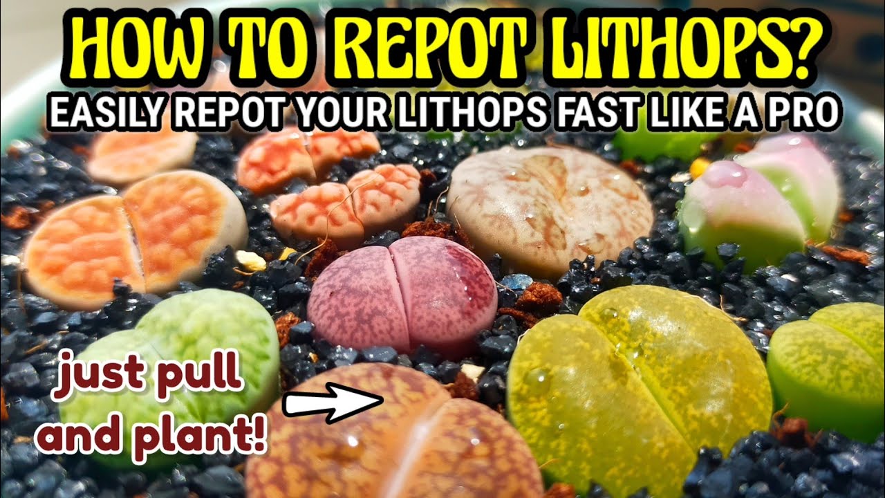 Repot Lithops BEST TIP • REPOTTING LITHOPS LIVING STONES || How to care and repot ...