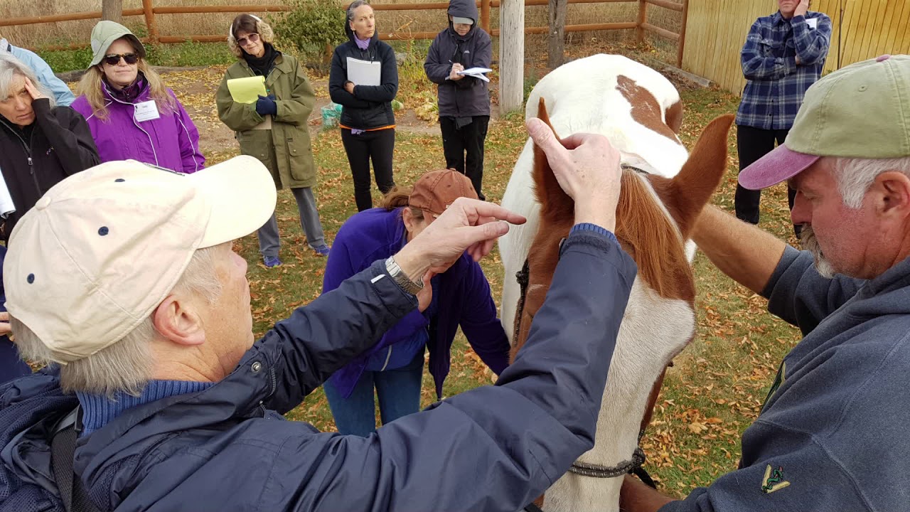 IVAS USA Veterinary Laser Acupuncture Course 2016 YouTube