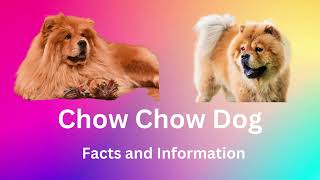 Chow Chow dog breed facts