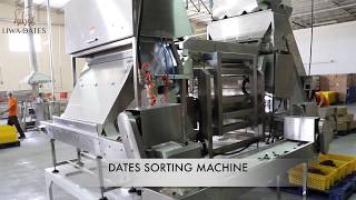 #Liwadates Dates #Sorting Machine - تمورليوا خط  #فرز التمور#