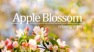 8 Minute Apple Blossom Serenity | Relax Your Mind 🌸