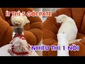 May đại ka c&ugrave;ng July đại tỉ đi thu nhận th&ecirc;m đ&agrave;n em ở cafe m&egrave;o | maly.gaugau