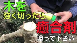 強く切った時には木が痛まない様に【癒合材】を塗ります