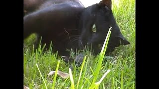 Black Cat plays with and eats a Mouse