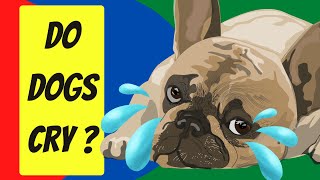 Can dogs CRY tears - Veterinarian explains