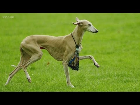 فيديو: يقدم American Kennel Club سلالة جديدة من الكلاب: Azawakh