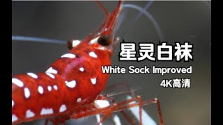 Caridina dennerli - Sulawesi White Sock Improved - 星灵白袜