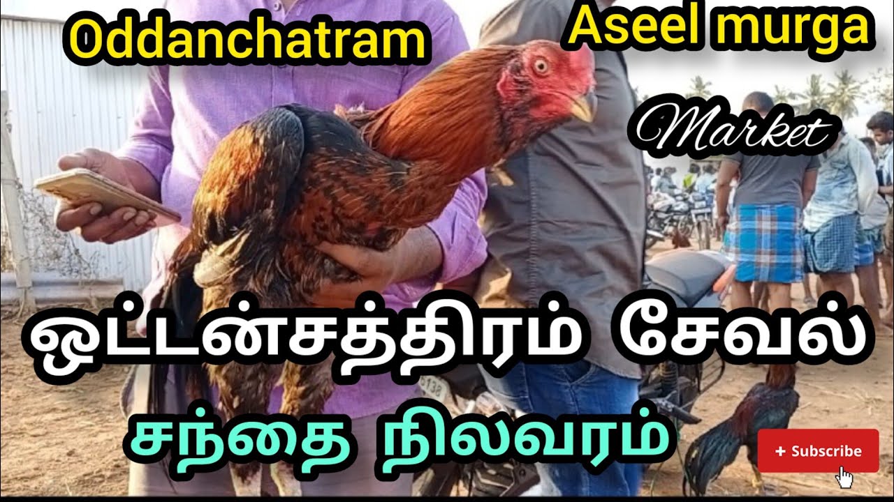 Oddanchatram aseel murga market #namma ooru santhai#சேவல் சந்தை ஒட்டன்சத்திரம்