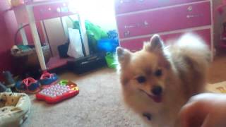 Classic Andyfox Teases Dog With Marias Cookie
