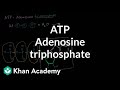 The Energy Currency of Life: Understanding ATP in Biological Systems